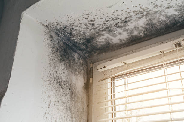 Affordable Mold Cleanup solutions in Montville, NJ